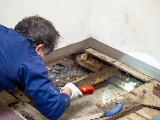 Best Mold Testing  in Melville, RI