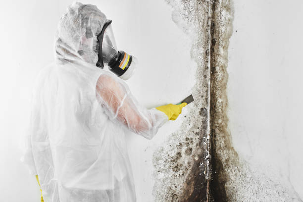Best Affordable Mold Removal  in Melville, RI