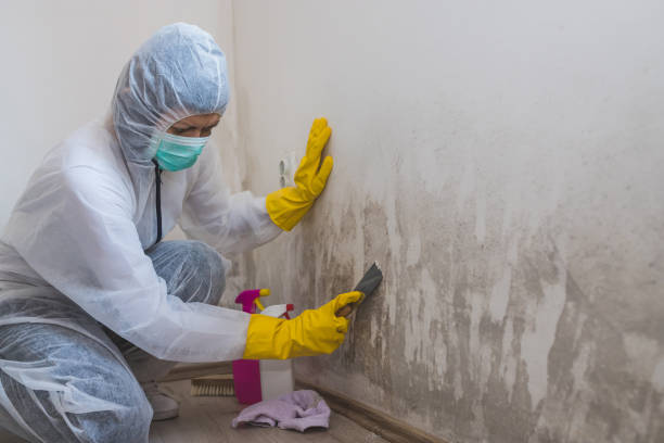 Best Mold Testing and Removal  in Melville, RI