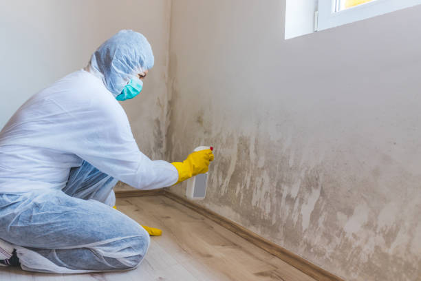 Best Office Mold Removal Services  in Melville, RI