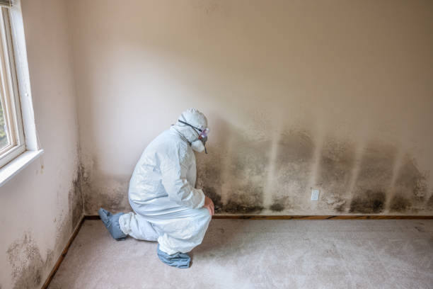 Best Best Mold Removal Companies  in Melville, RI