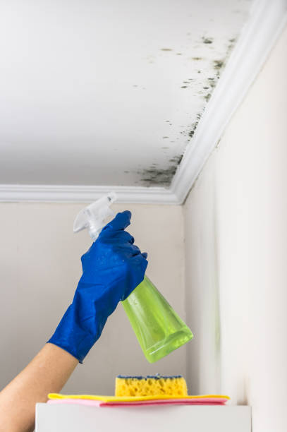 Best Mold Remediation  in Melville, RI