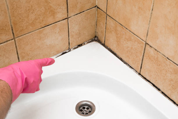 Best Mold Removal Company Near Me  in Melville, RI